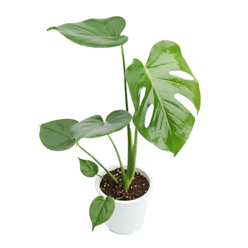 갑조네 몬스테라 중품 몬스테라 생화 몬스테라 화분 30~50cm, 1개, 그린계열