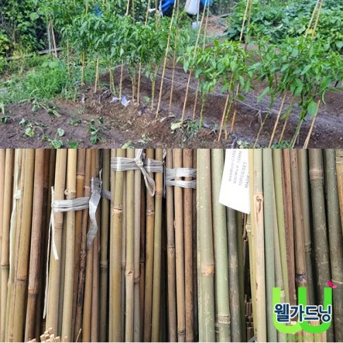 조이가든센터 대나무 단간 지주대- 10개묶음 높이 210cm, 1개