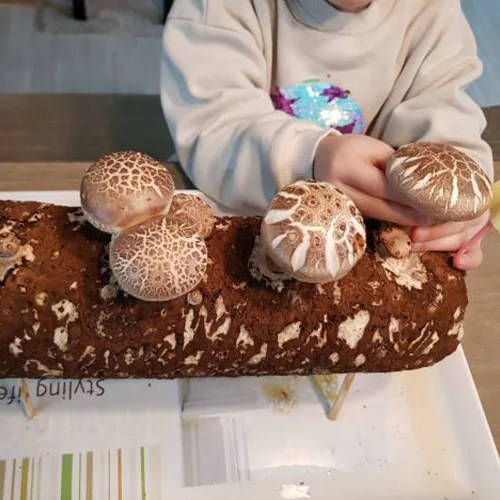 집에서 표고버섯 키우기 표고키트 버섯키우기 배지 40cm, 1개