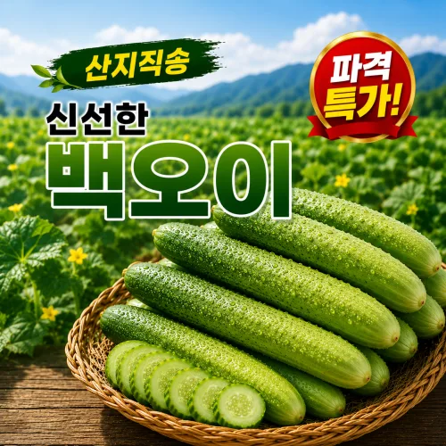 [초특가]백 오이 아삭한 고품질 산지직송