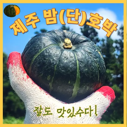 [실속초특가] 당도꽉찬 제주 미니 단호박(보우짱) 산지직송