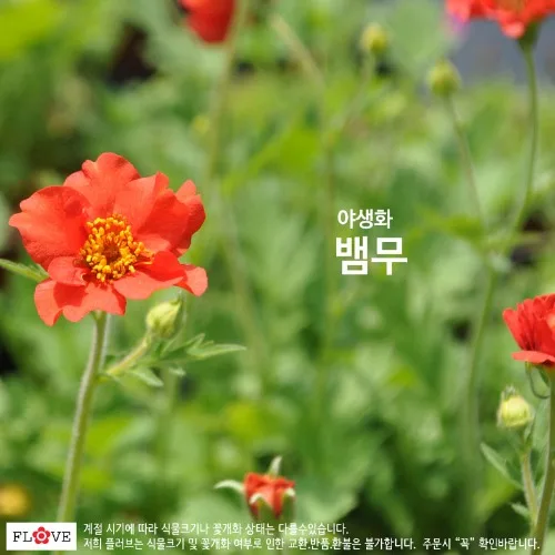 플러브 뱀무, 1개