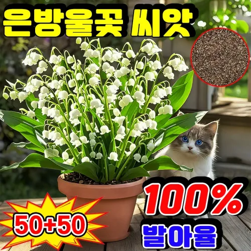 [겨울 추천] 1+1 매달린 화분 은방울꽃 풍부한 향기과 사계절 개화 보장증정