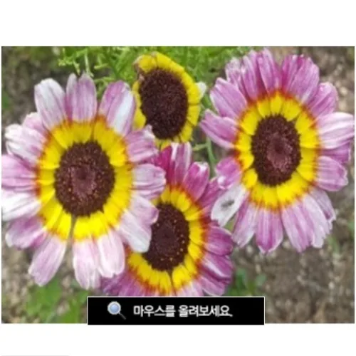 [이그린허브] 페인티드데이지씨앗 1KGx2개 [혼합형] 레인보우.무지개데이지.일년초[원산지:중국], 1개
