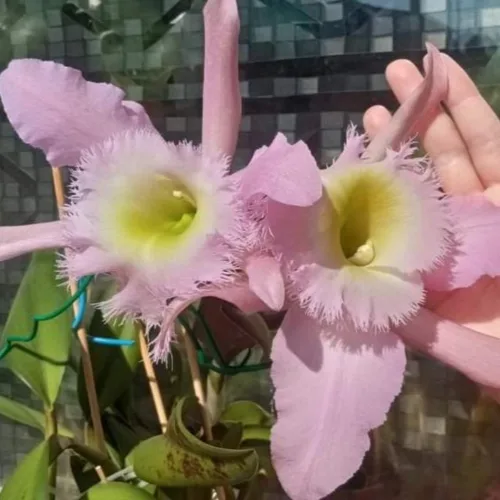 희귀 카틀레야 브라소카틀레야 두스 화이트 페파피그 꽃화분, 1개