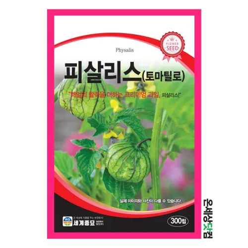 피살리스 300립 / 이색과일 씨앗 살사 베르데 재료 종자 꽈리 이색채소, 2개