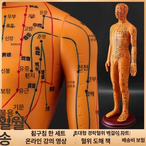 인체 한방 침술 침구 혈자리 침자리 한의원 경락 남녀