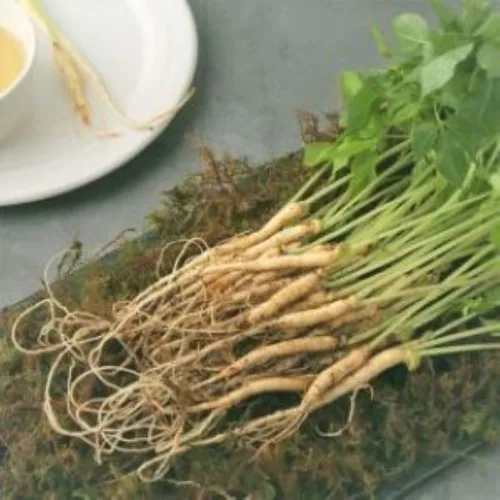 새싹삼 샐러드용 100뿌리(약15cm 미만), 1개, 100개입