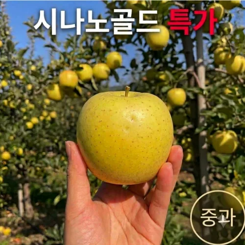 시나노골드 사과 상등급 가정용 중과