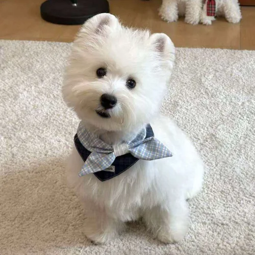 와스프세라트 반려동물 강아지 고양이 스카프 리본 넥케이프 체크 패턴 카라 장식 귀여운 펫 액세서리 소형견 용품 LW0258
