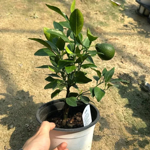 접목한라봉나무 5치포 트묘목 감귤류 화분재배 베란다 과일나무 결실가능 (같이가치농원), 묘목, 1개